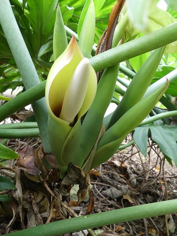Philodendron radiatum